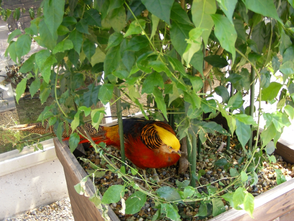 花鳥園