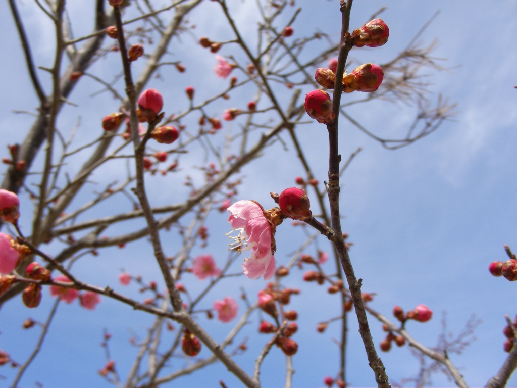 梅花