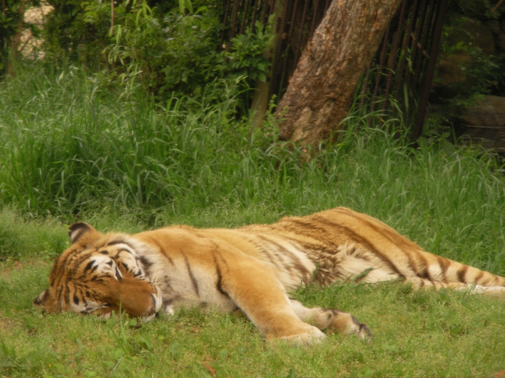 昼寝する虎
