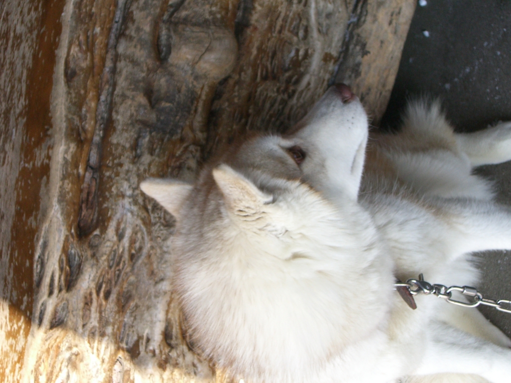 横手山の山頂の犬(３代目？)