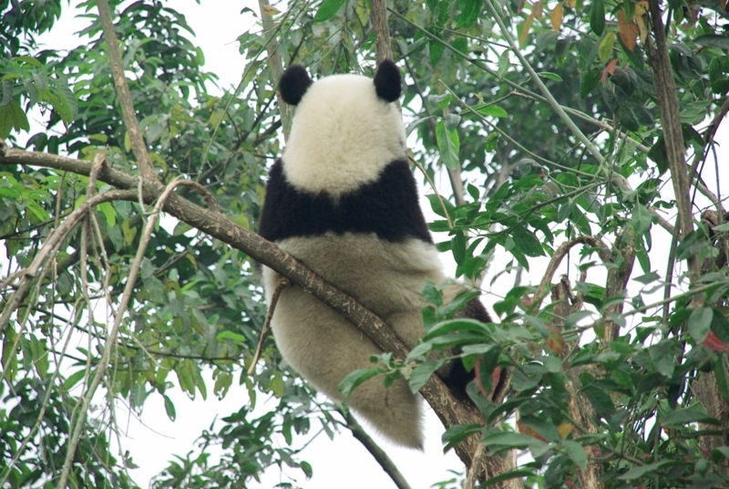 パンダ