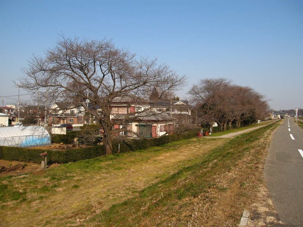 道ばた 冬