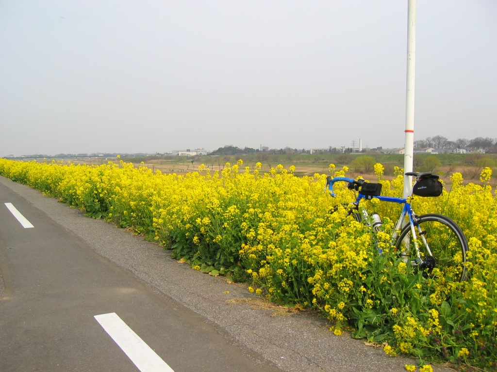 菜の花