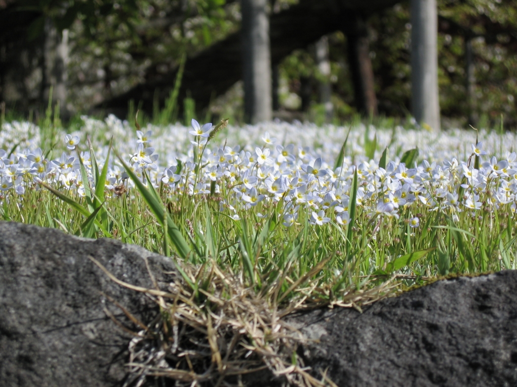 三仏堂の花