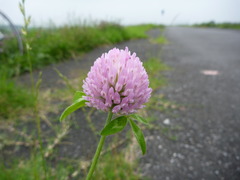 利根川サイクリングロードの花
