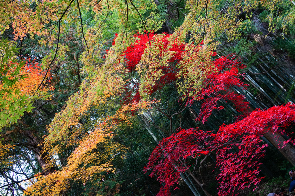 京都 泉涌寺2