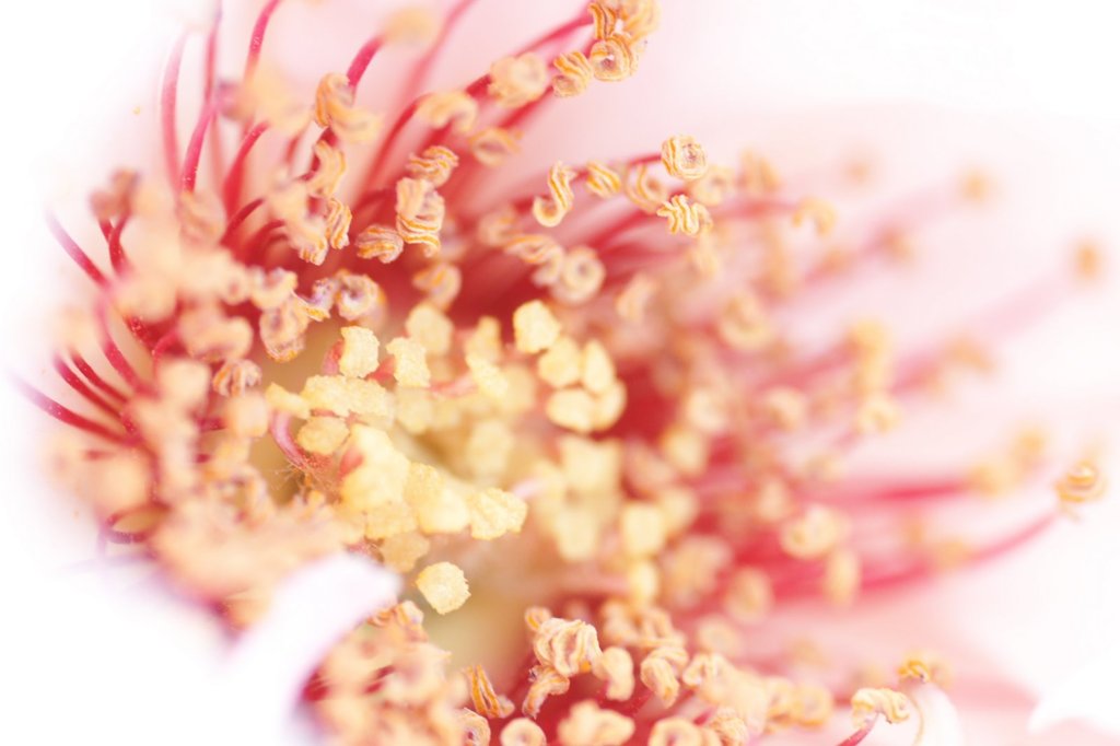 薔薇の記憶色は