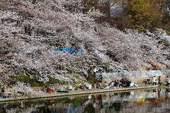 桜崩