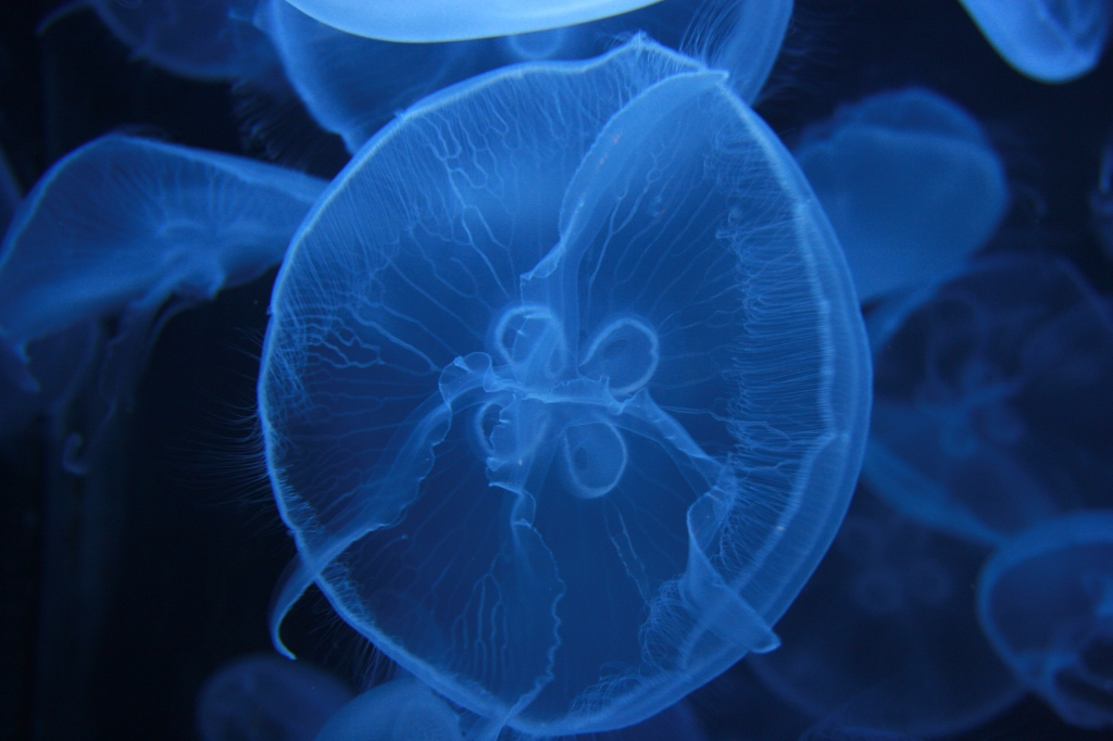 jellyfish