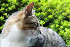 呼んだ？