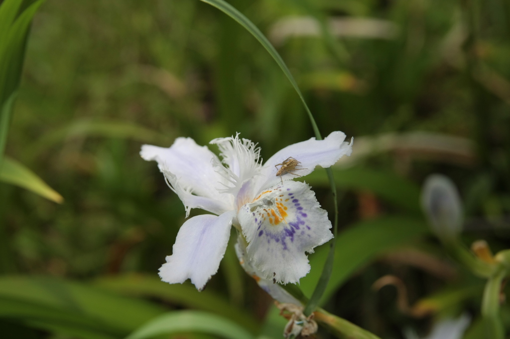 クモも花が好き