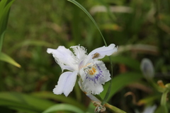 クモも花が好き