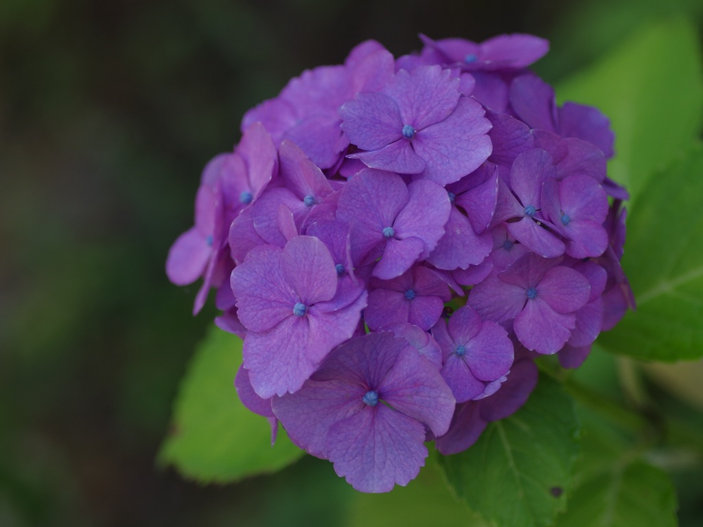 鎌倉紫陽花3