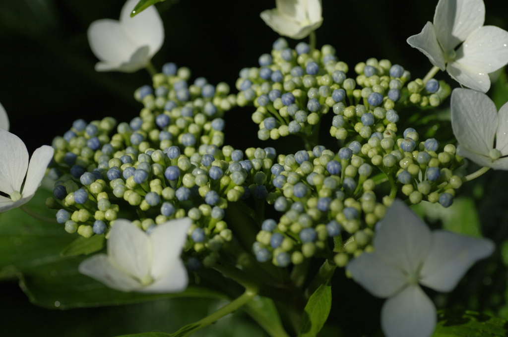 岩本山アジサイ8