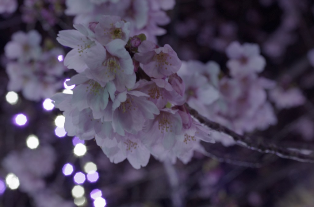 夜桜1
