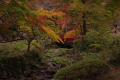 熱海梅園 紅葉