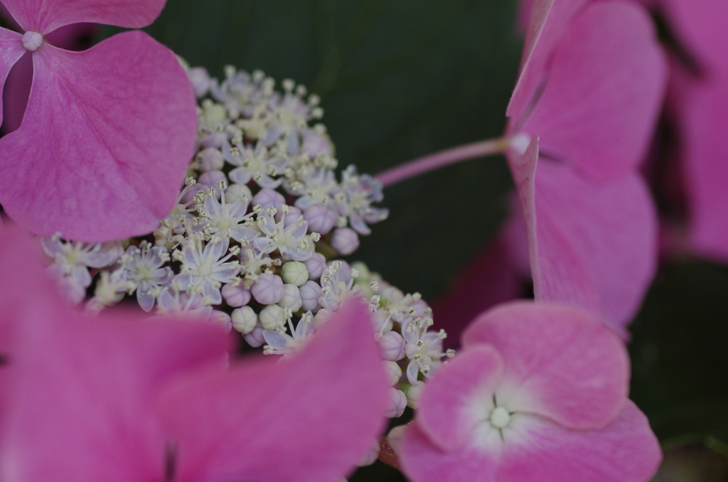 なばなの里紫陽花7