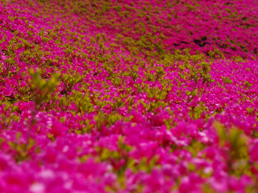 広見公園　つつじ3