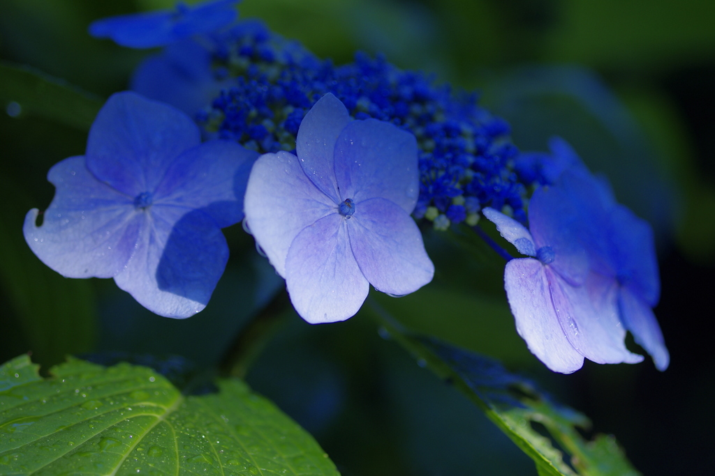 岩本山アジサイ4