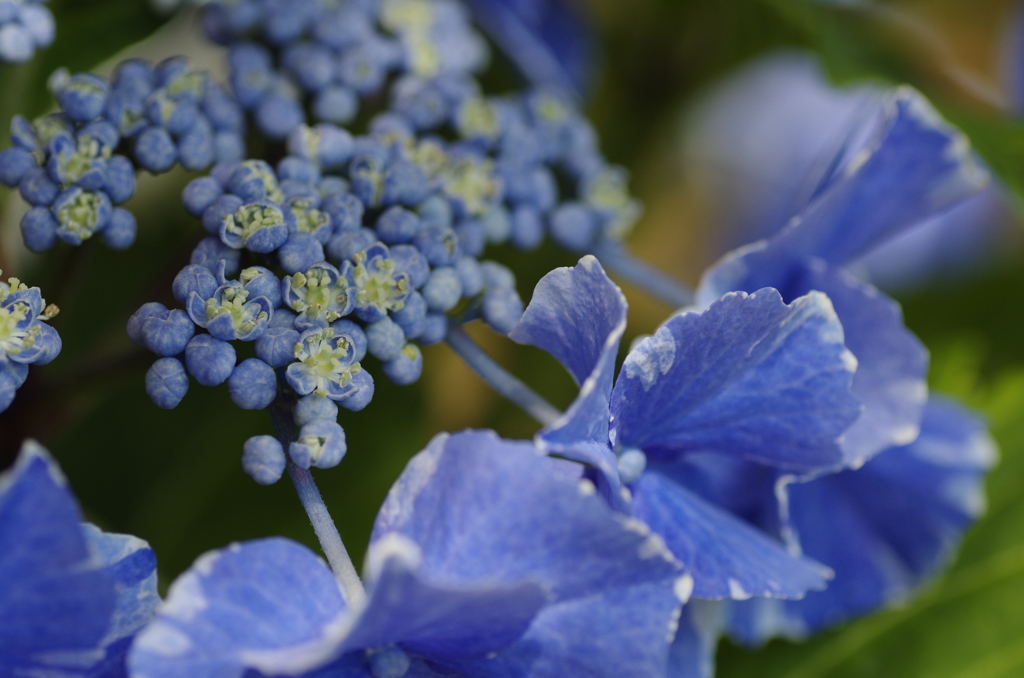 なばなの里紫陽花6