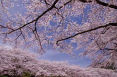 桜 富士霊園