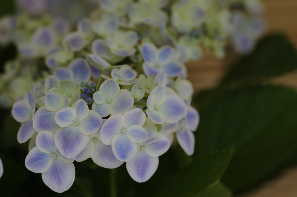 なばなの里紫陽花5