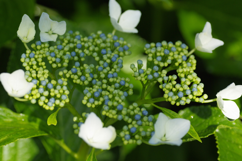 岩本山アジサイ9