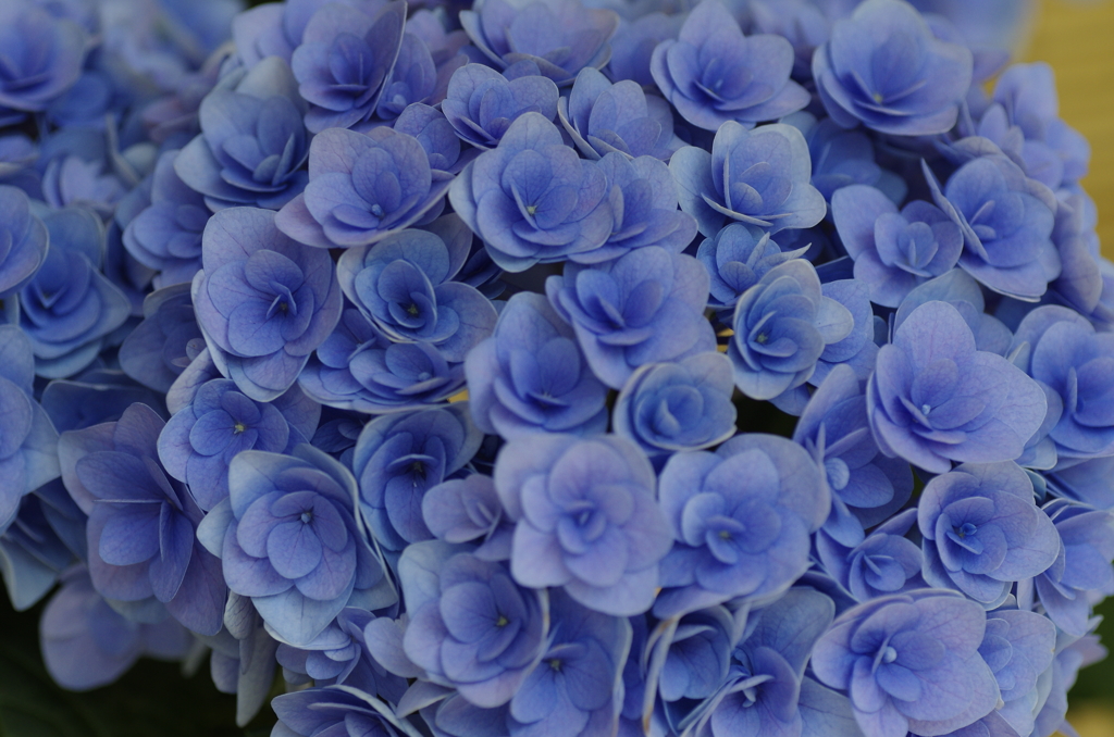 なばなの里紫陽花3