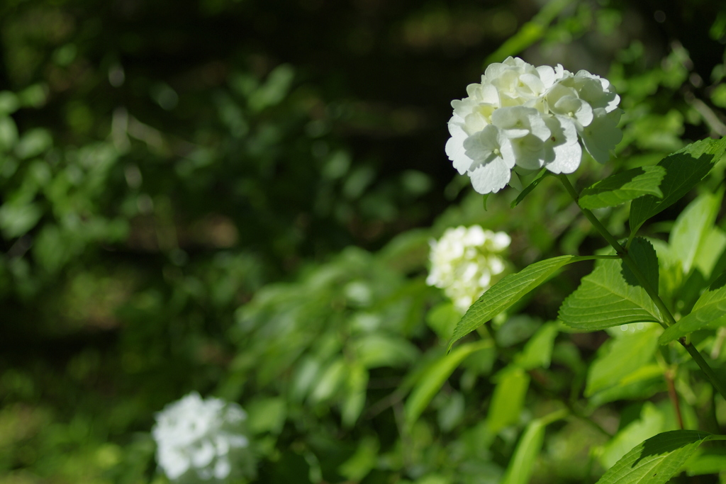 岩本山アジサイ3