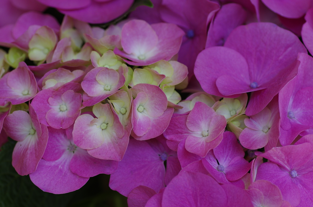 なばなの里紫陽花2