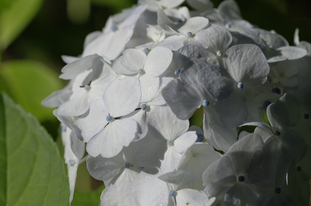 岩本山アジサイ7