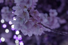 夜桜2