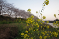 菜の花