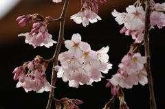 枝垂れ桜