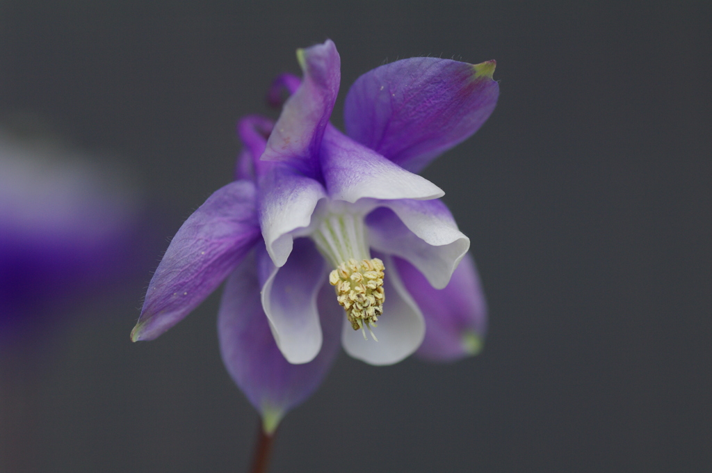 名前がわかりません