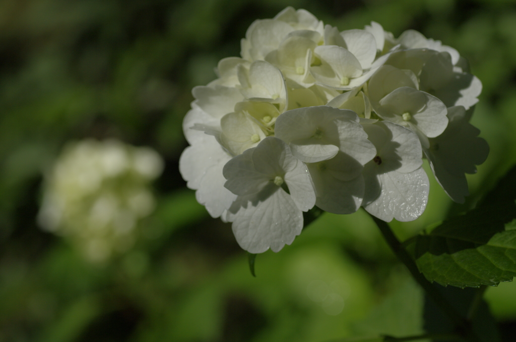 岩本山アジサイ6