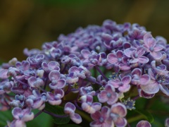 鎌倉紫陽花