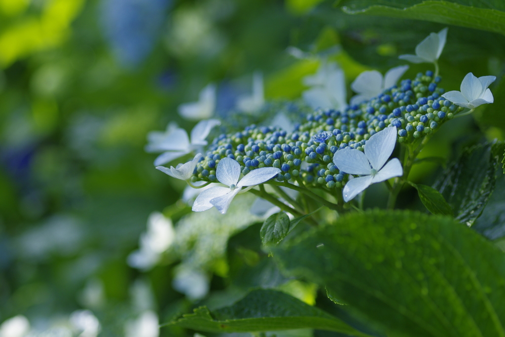 岩本山アジサイ1