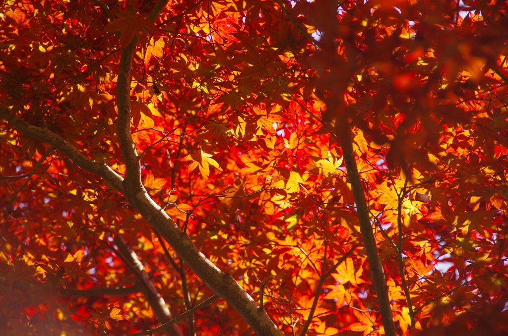 天城越え 紅葉
