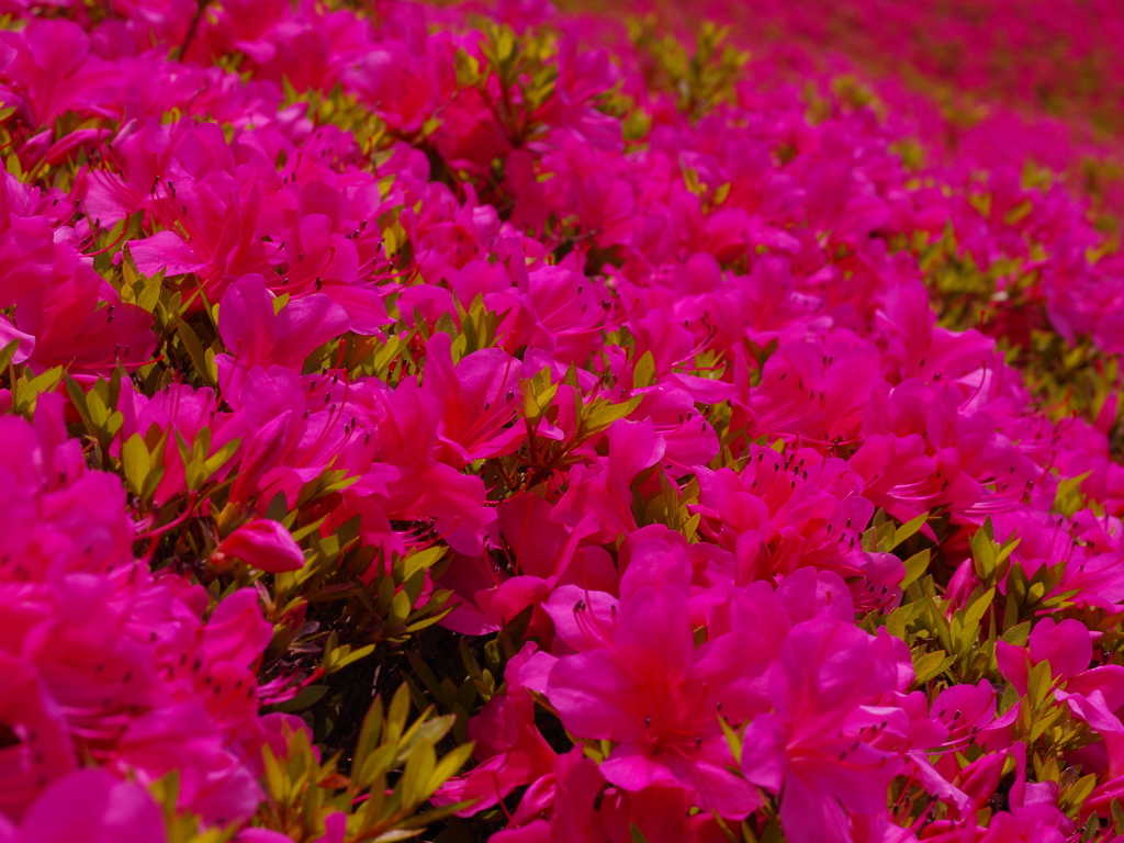 広見公園つつじ2