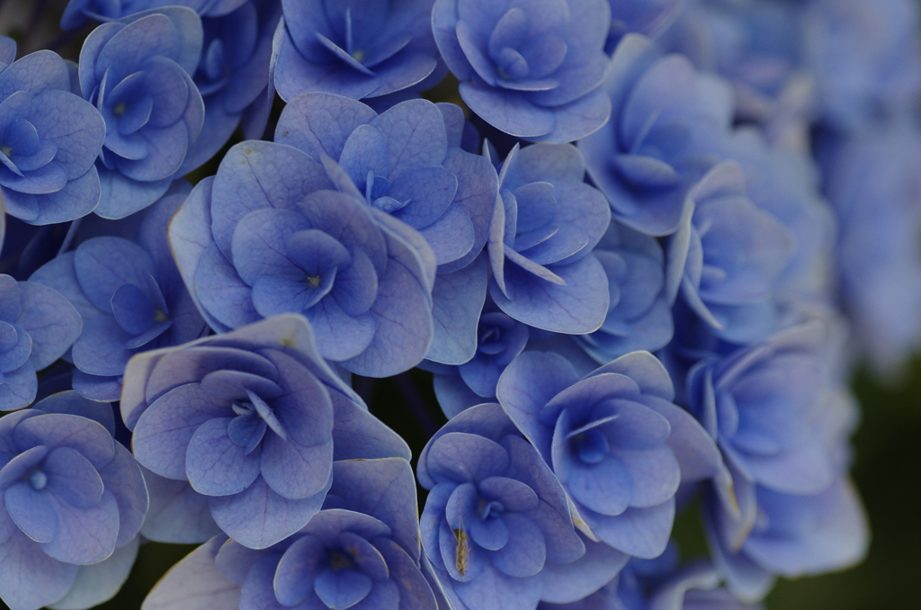 なばなの里紫陽花4