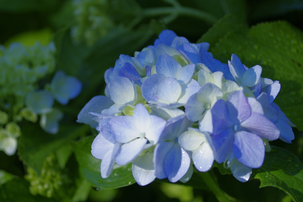 岩本山アジサイ2