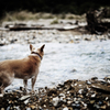 dog's feelings