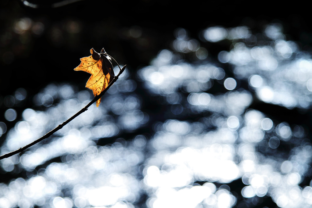 The Last Leaf