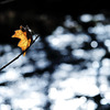 The Last Leaf