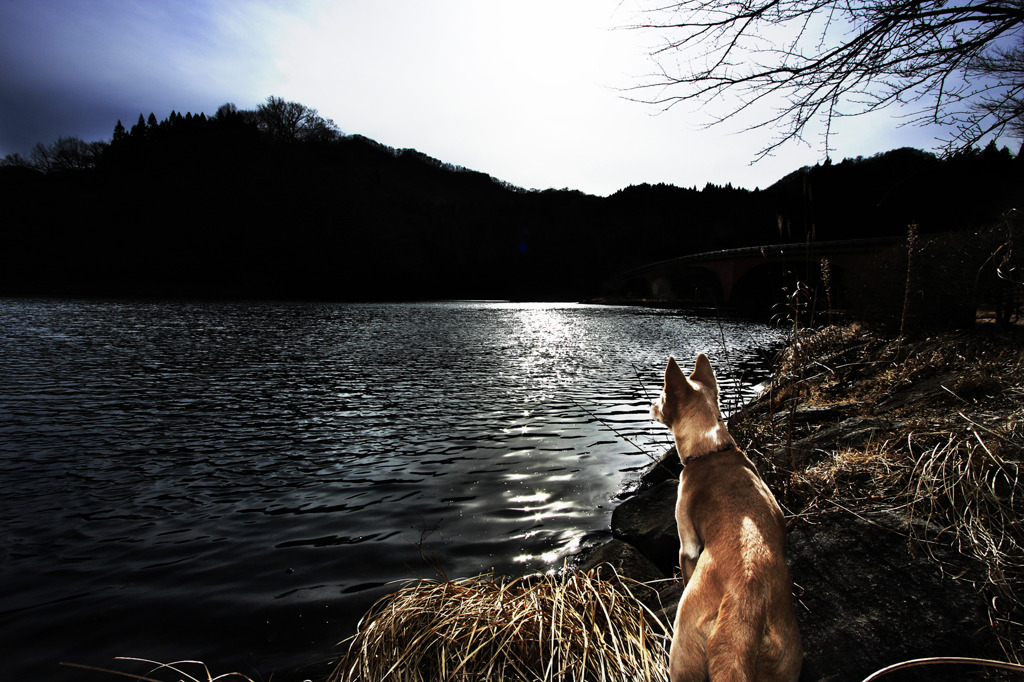 Dogs on the Lake