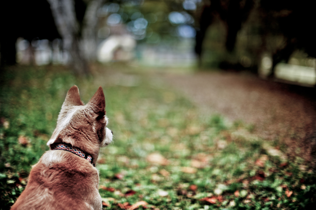 autumn scenery
