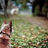 autumn scenery