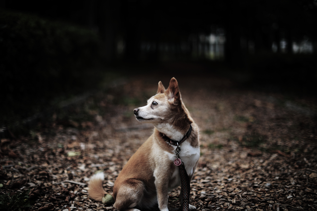 a portrait