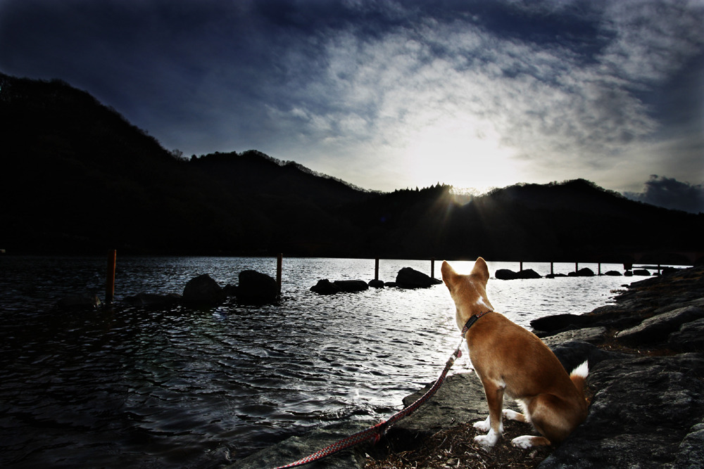 Dogs on the Lake #2